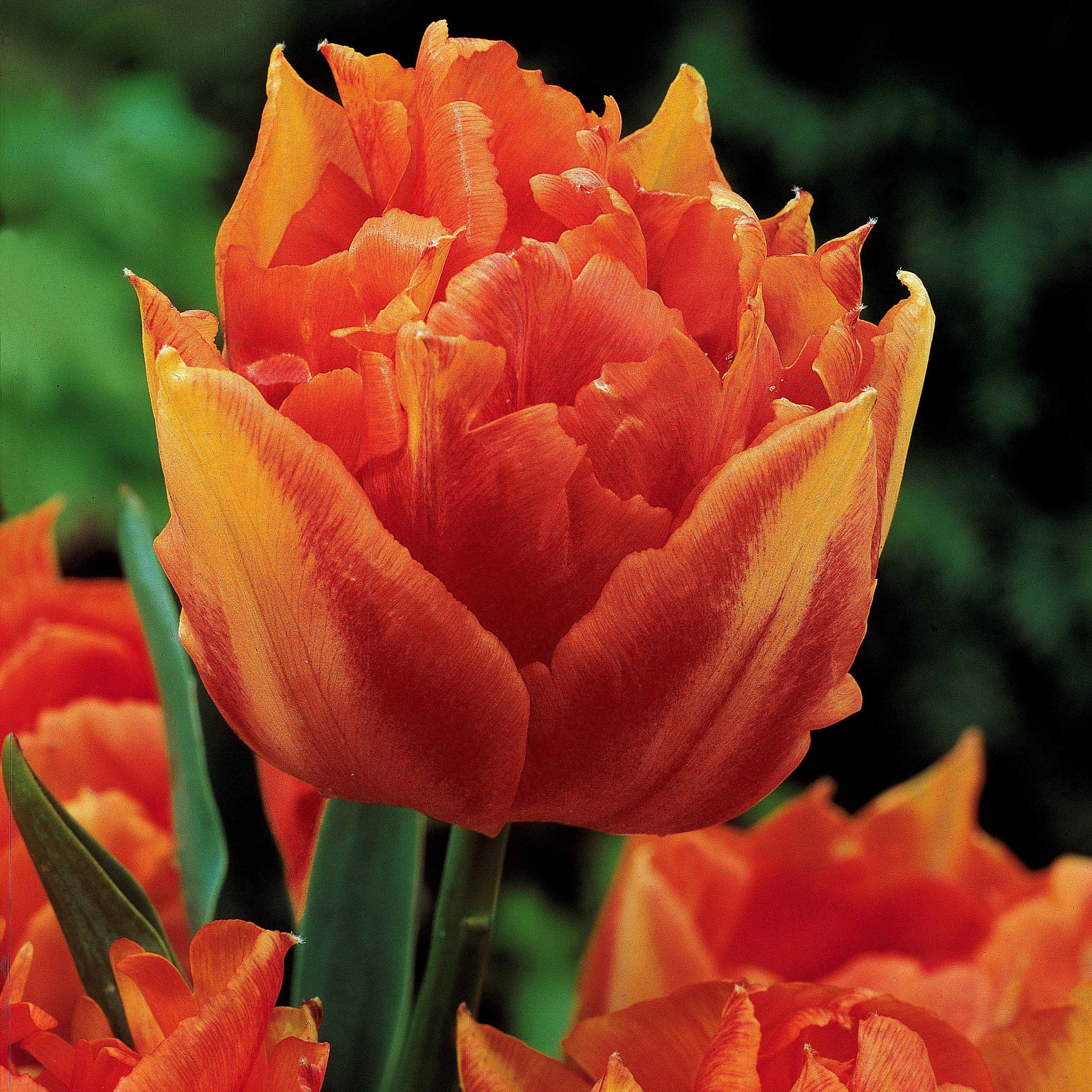  Collection De 30 Tulipes Doubles Murillo