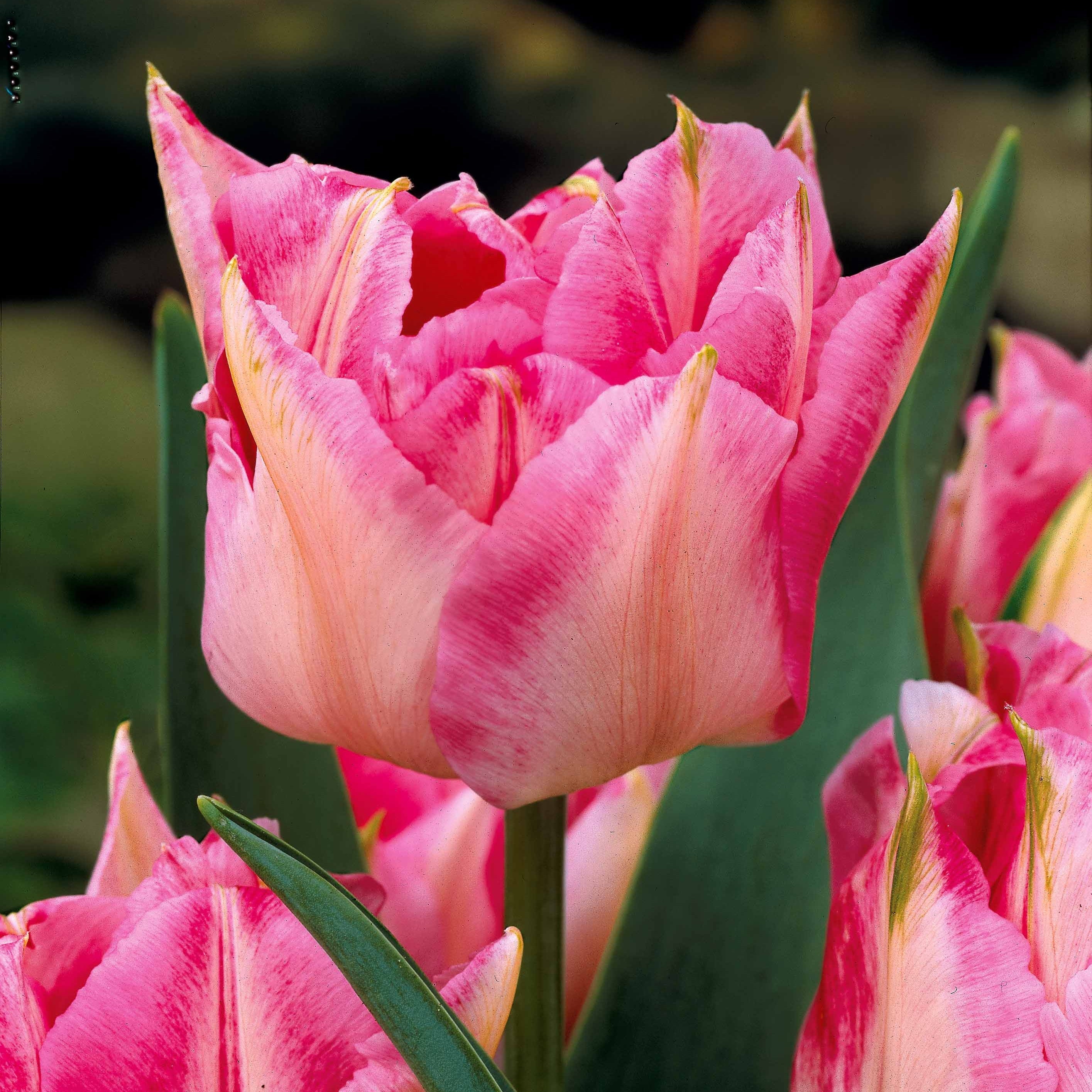  Collection De 30 Tulipes Doubles Murillo