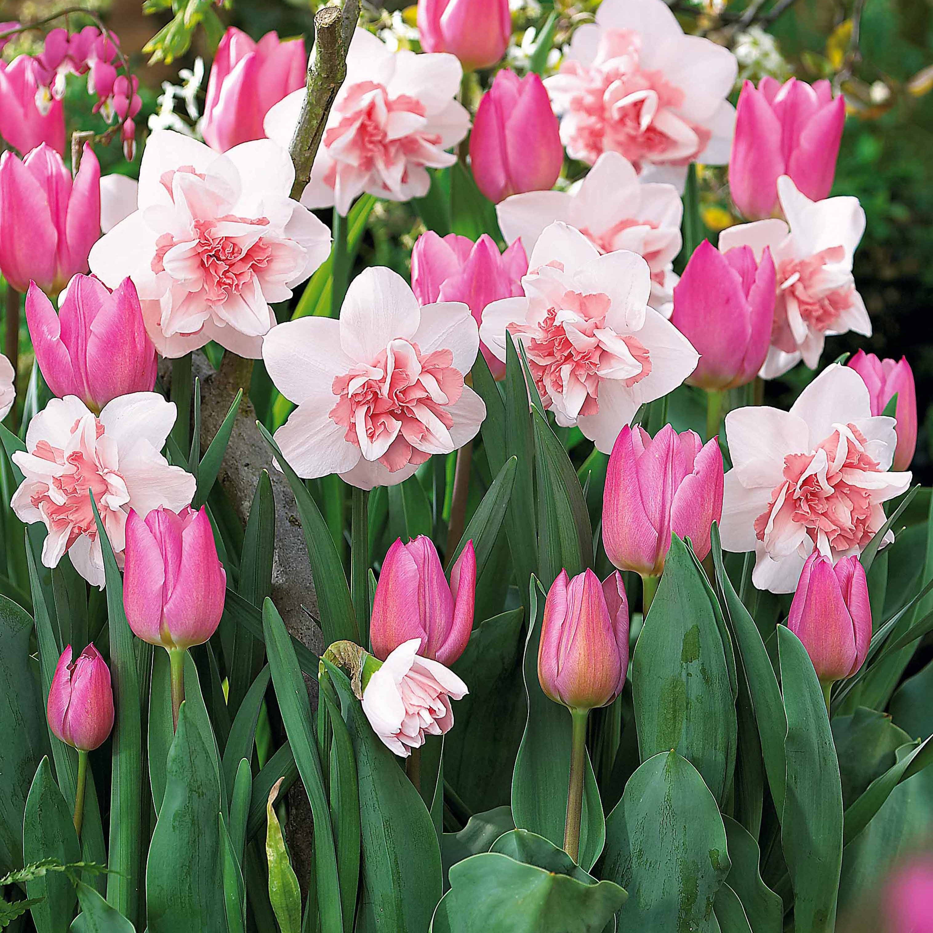  Collection De 15 Narcisses Replete Et Tulipes Evening Breeze