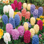 Jacinthes En Mélange