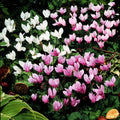  5 Cyclamens De Naples En Mélange