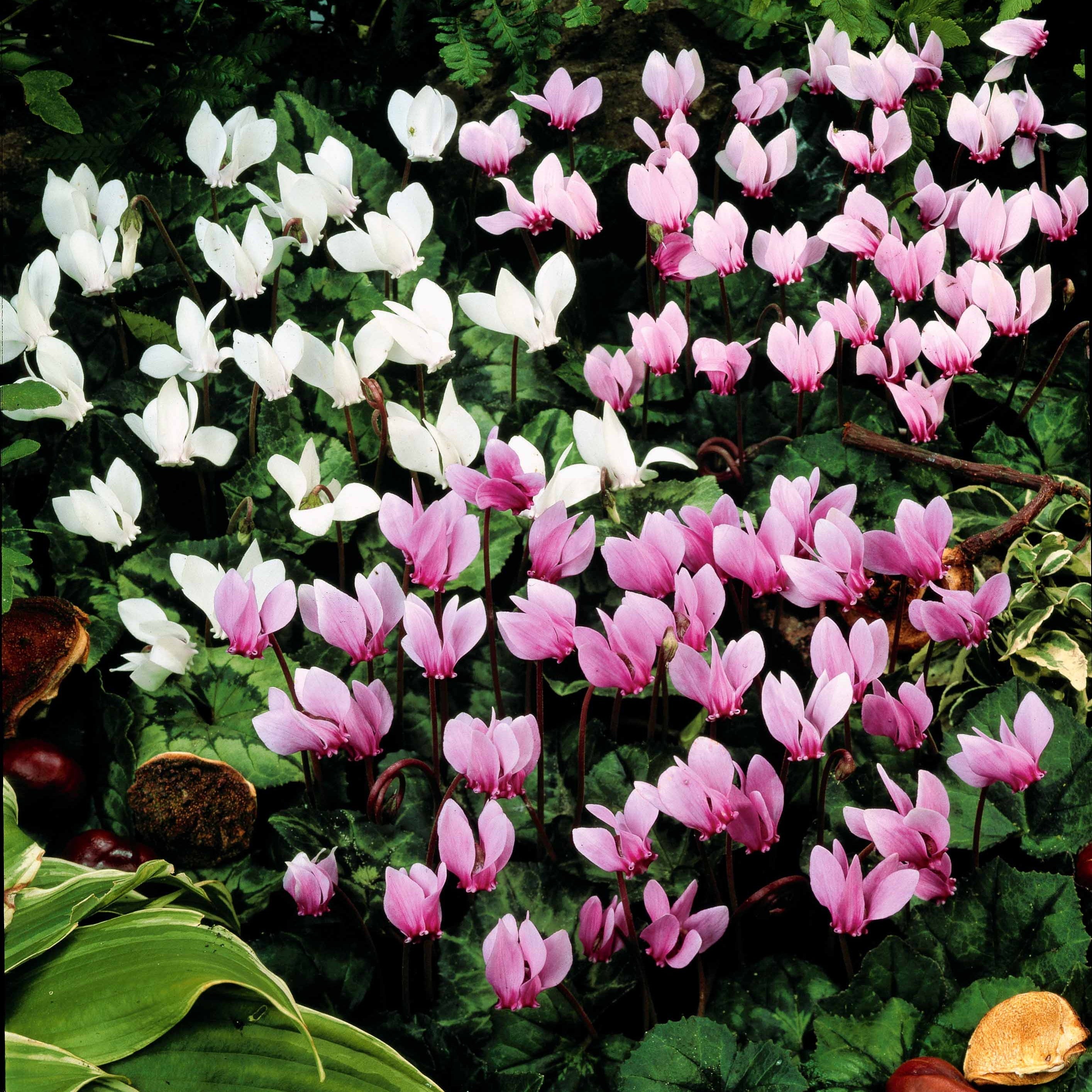  5 Cyclamens De Naples En Mélange