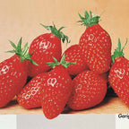 Collection De 60 Fraises De 6 Mois : Mara Des Bois, Maestro, Gariguette