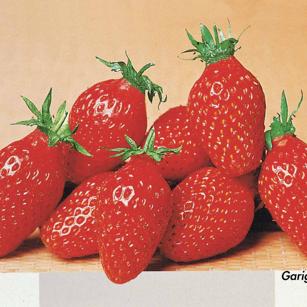  Collection De 60 Fraises De 6 Mois : Mara Des Bois, Maestro, Gariguette