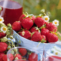  Collection 6 Mois De 60 Fraises : Savoureuse De Willemse, Mara Des Bois, Gariguette