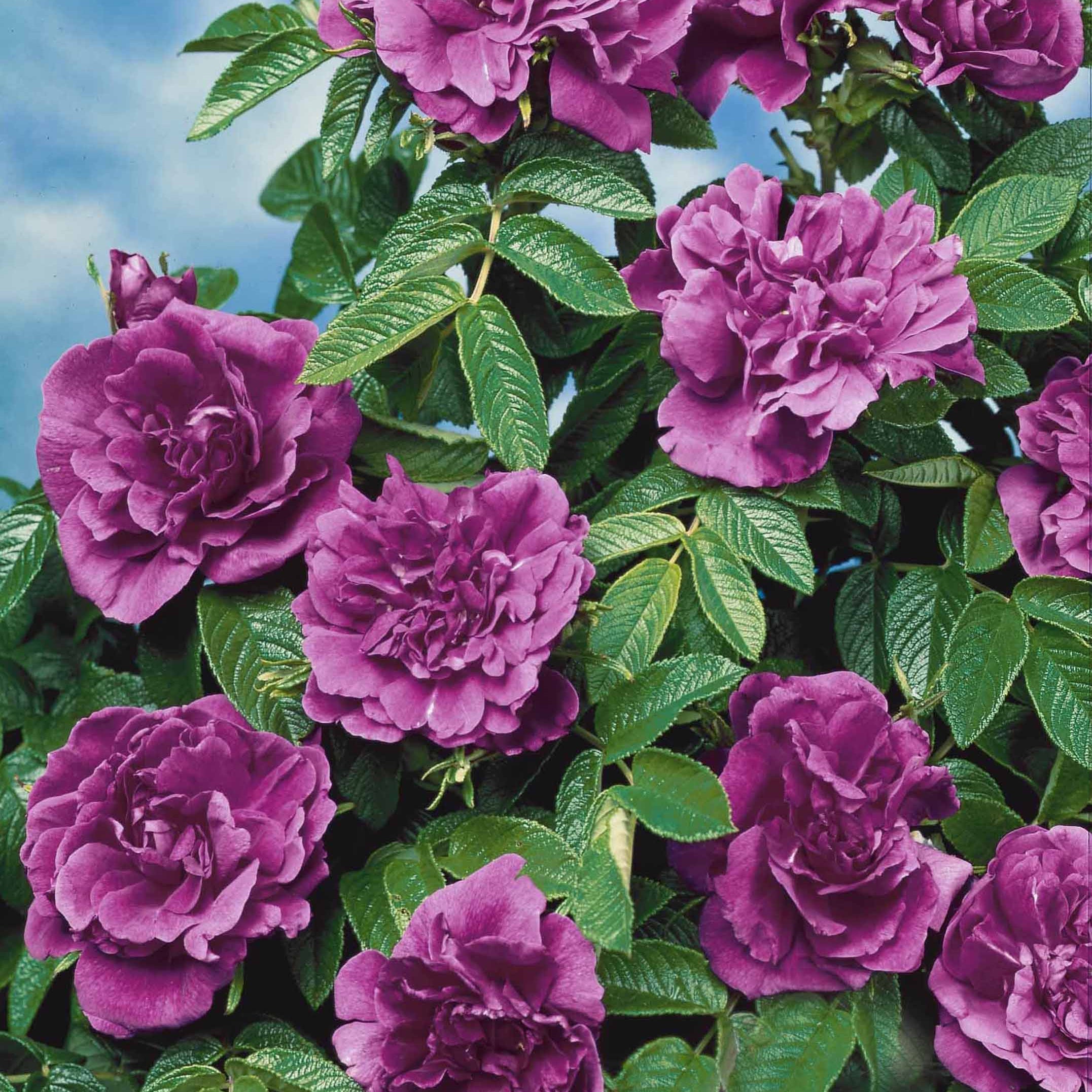  Collection De 2 Rosiers Botaniques
