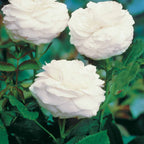  Collection De 2 Rosiers Botaniques