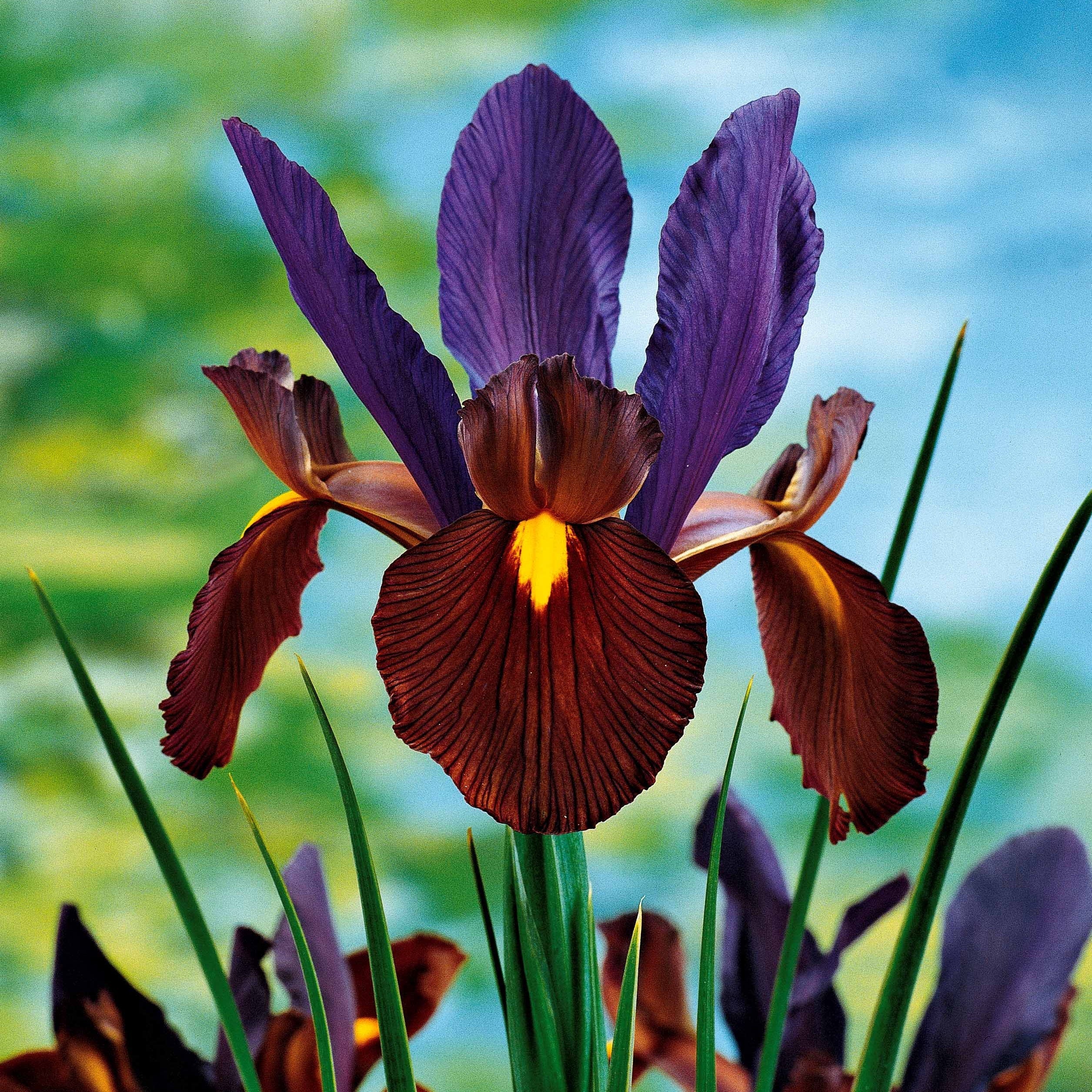  40 Iris De Hollande Colorés En Mélange