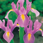  40 Iris De Hollande Colorés En Mélange
