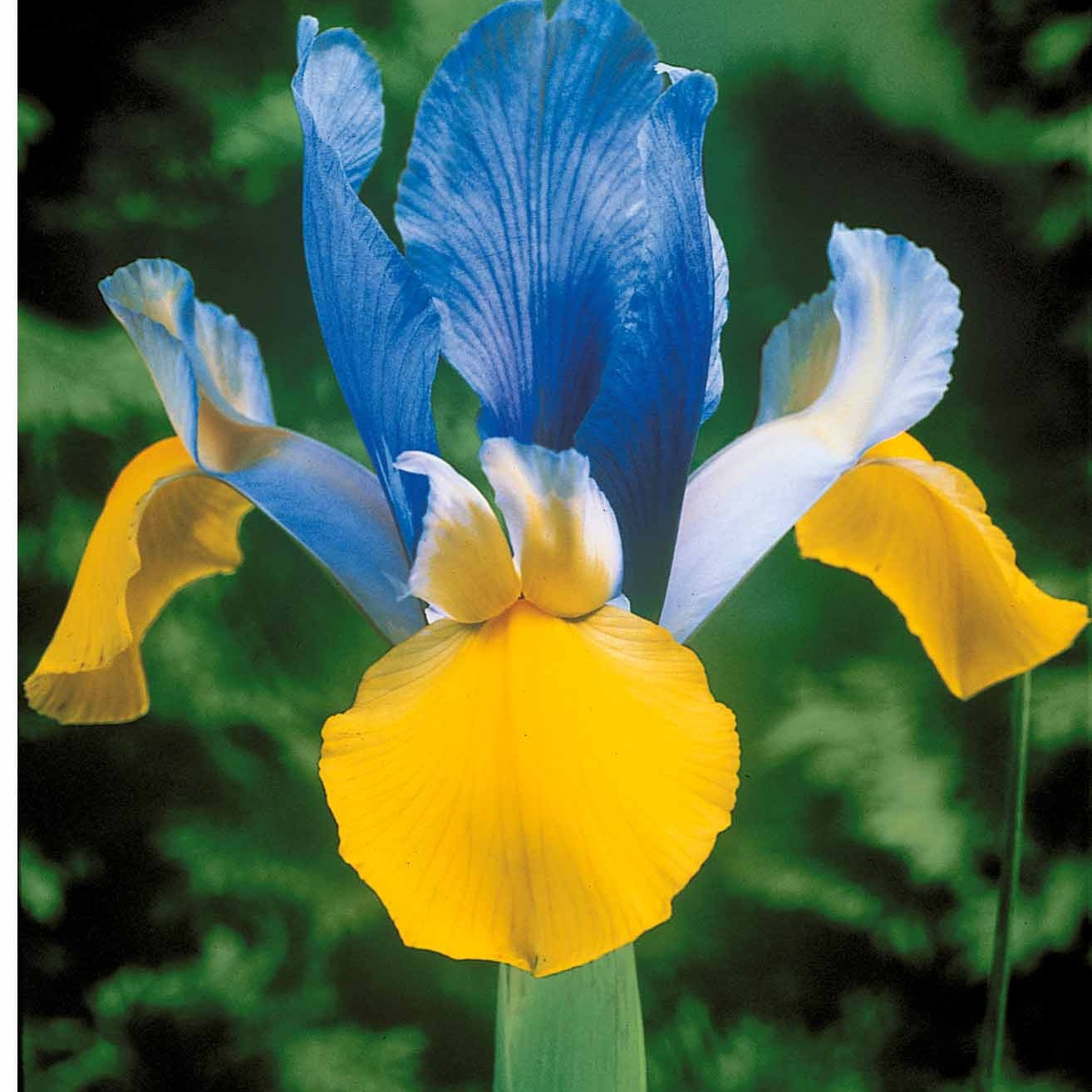  40 Iris De Hollande Colorés En Mélange
