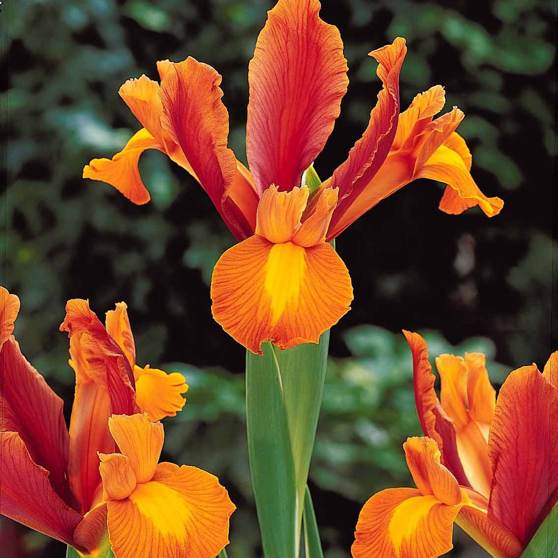  40 Iris De Hollande Colorés En Mélange