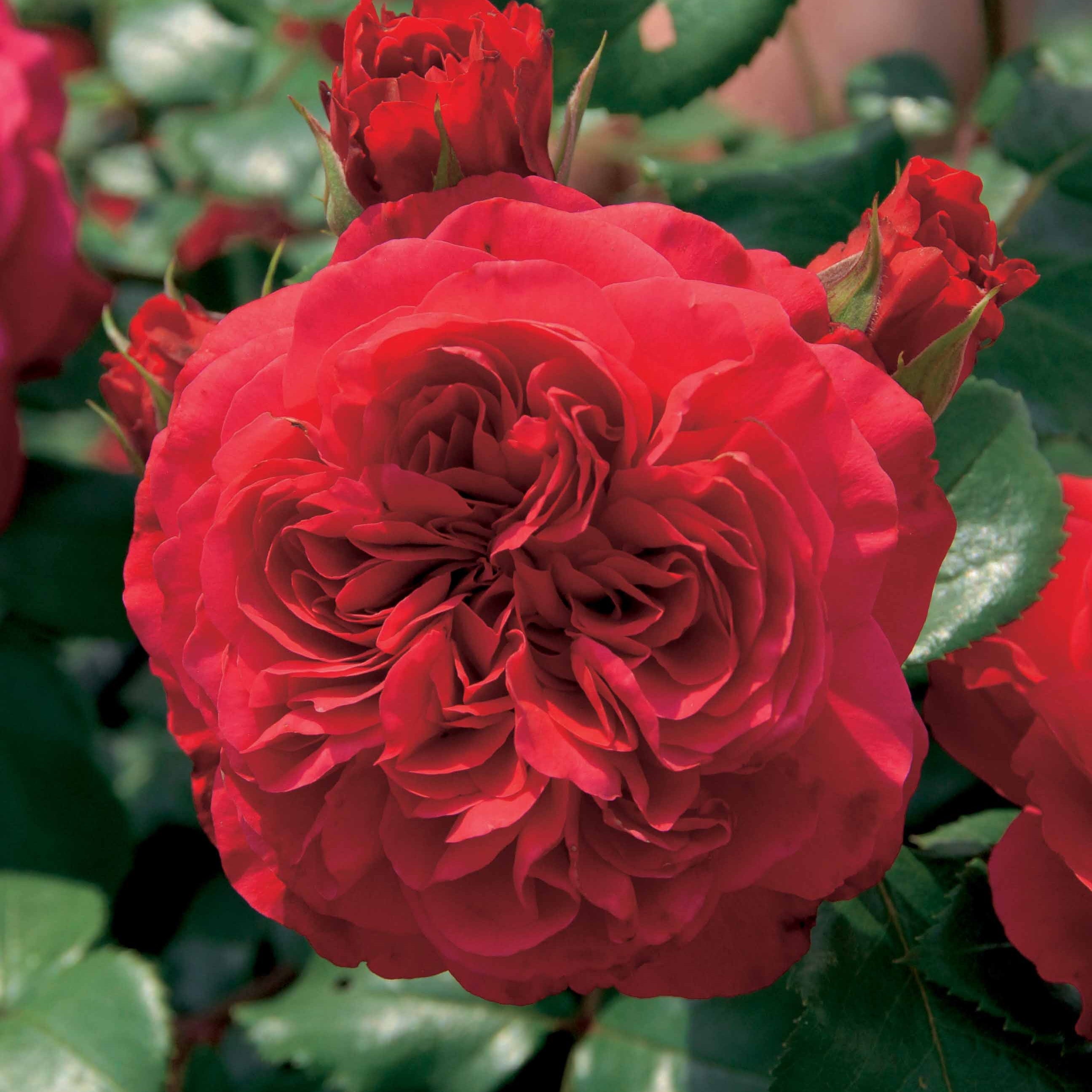  Collection De 2 Rosiers Floribunda : Red Leonardo Da Vinci Et Leonardo Da Vinci