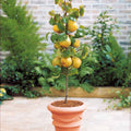  Collection De 4 Mini-fruitiers D'été