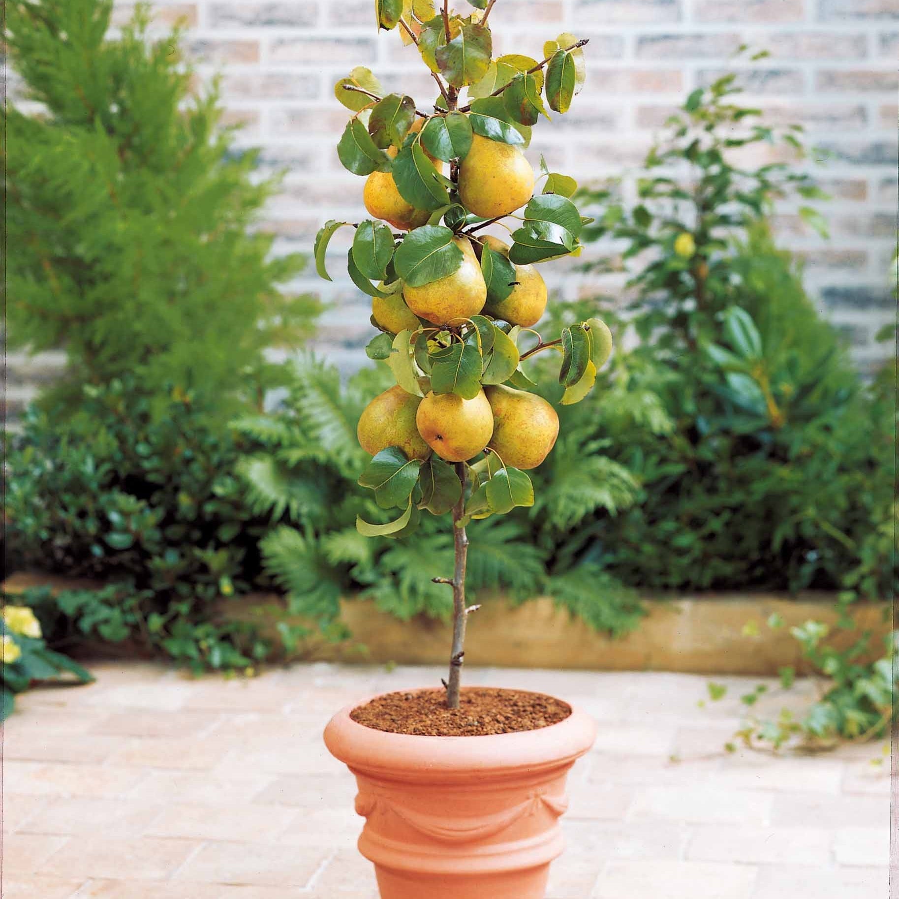  Collection De 4 Mini-fruitiers D'été
