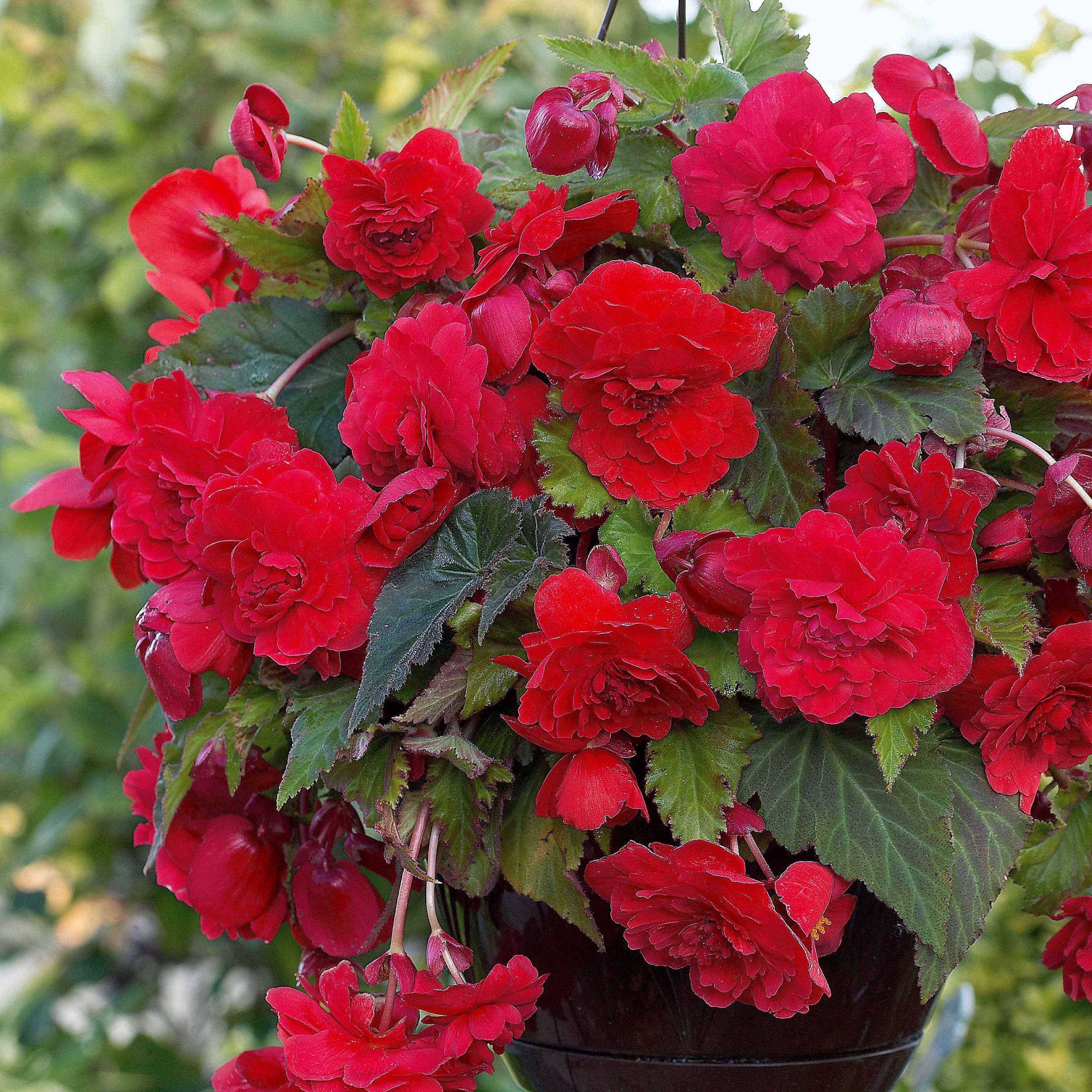  9 Bégonias Parfumées En Mélange
