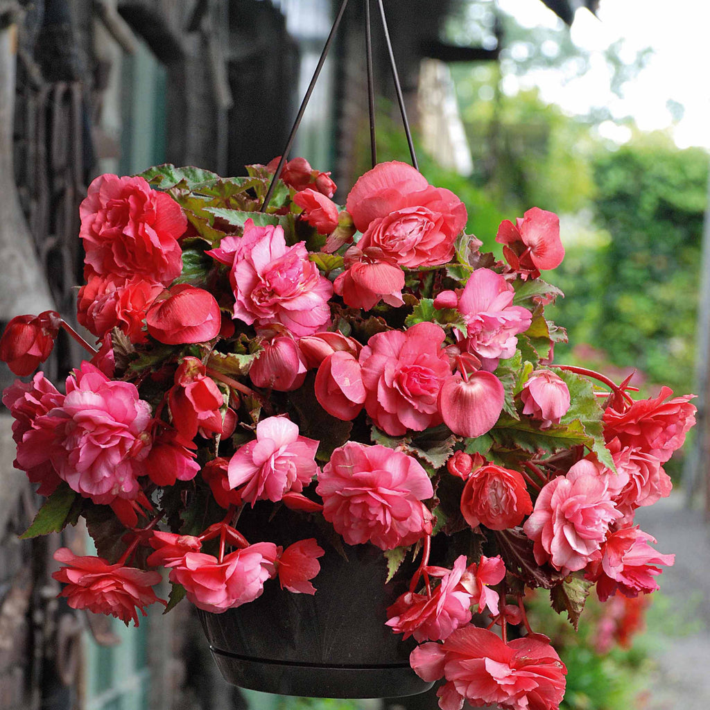  9 Bégonias Parfumées En Mélange