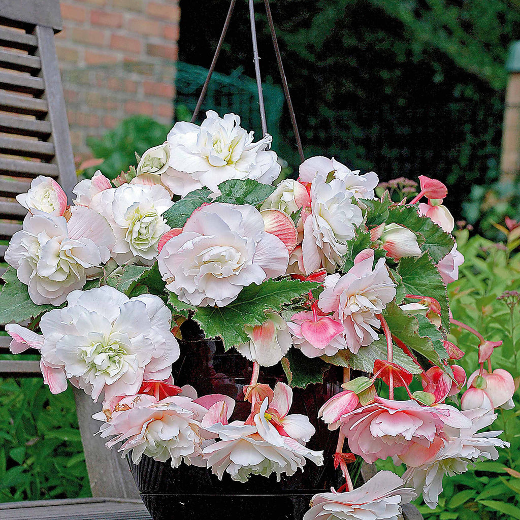  9 Bégonias Parfumées En Mélange