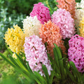  20 Jacinthes Pastel En Mélange