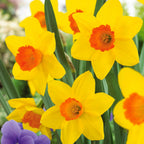  Collection De 30 Narcisses Fortune Et Rijnveld Early Sensation
