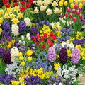  Collection De 200 Bulbes à Floraison Printanière