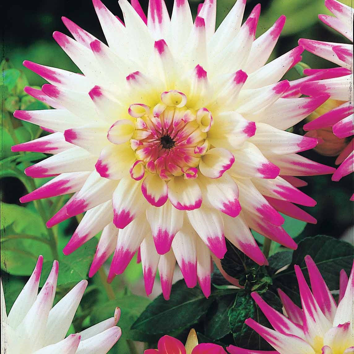  8 Dahlias Cactus En Mélange