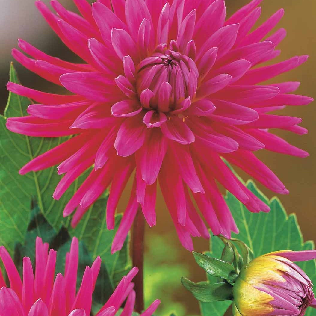  8 Dahlias Cactus En Mélange