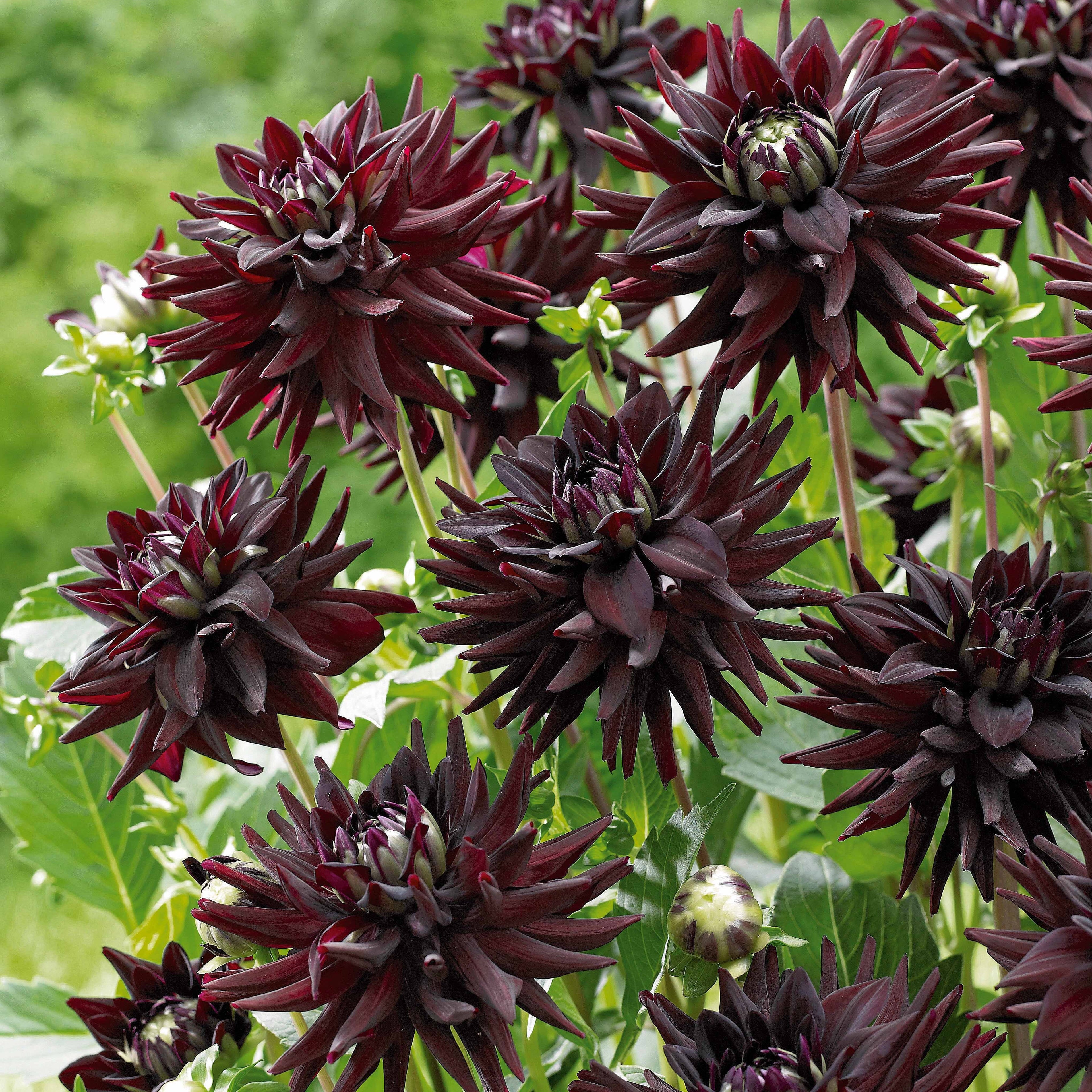 8 Dahlias Cactus En Mélange