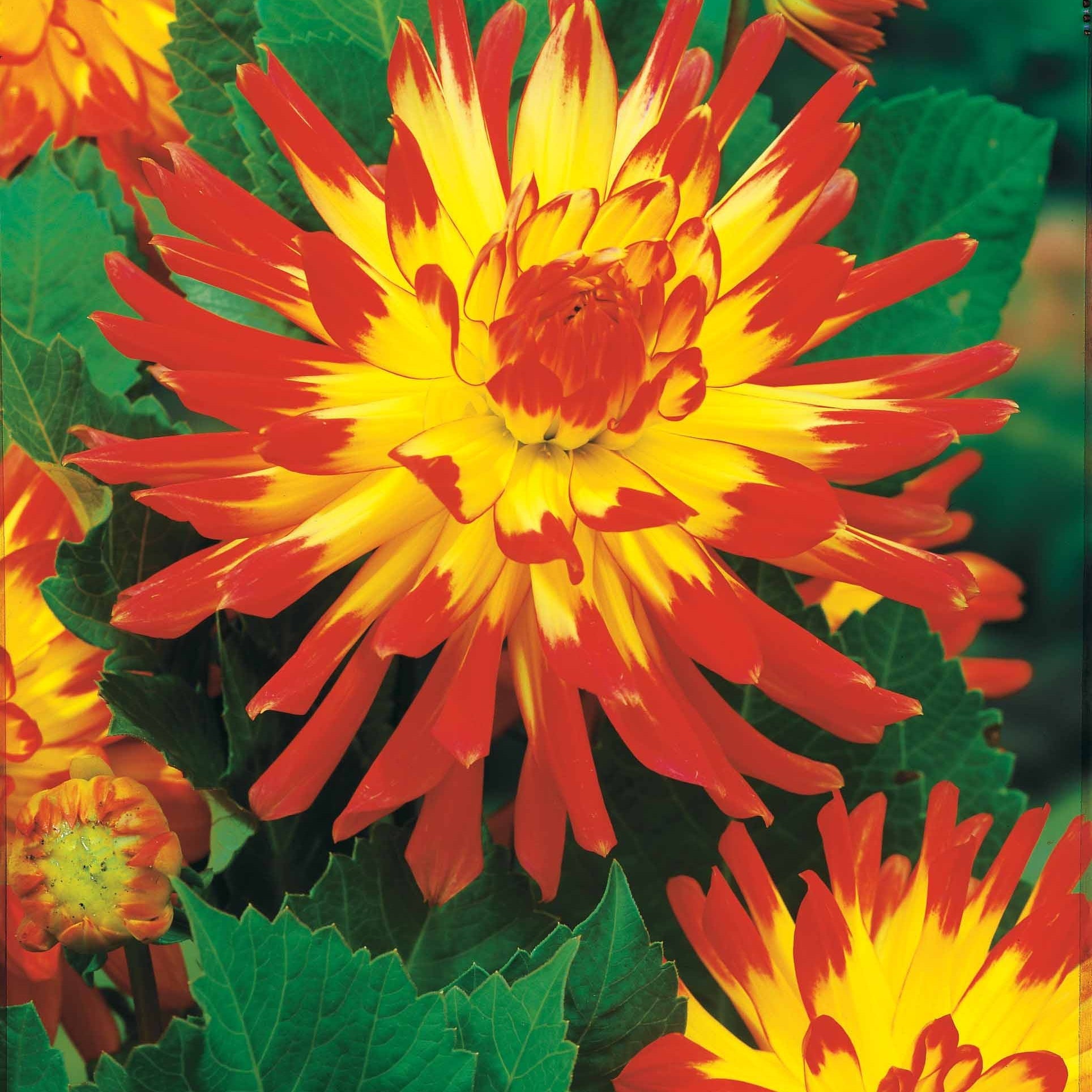 8 Dahlias Cactus En Mélange