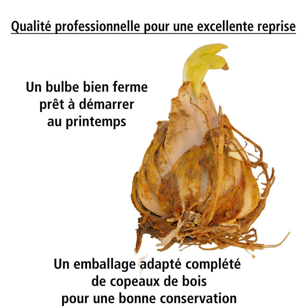  6 Lis Orientaux Tigrés En Mélange