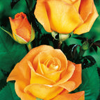  Collection De 4 Rosiers : Whisky, Malaga, Lune Bleue, Magie Parfum