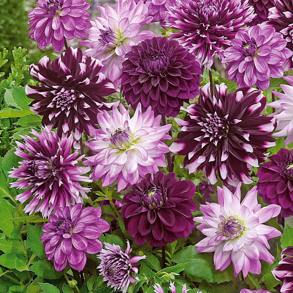  5 Grands Dahlias En Mélange