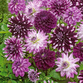  5 Grands Dahlias En Mélange