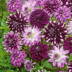  5 Grands Dahlias En Mélange