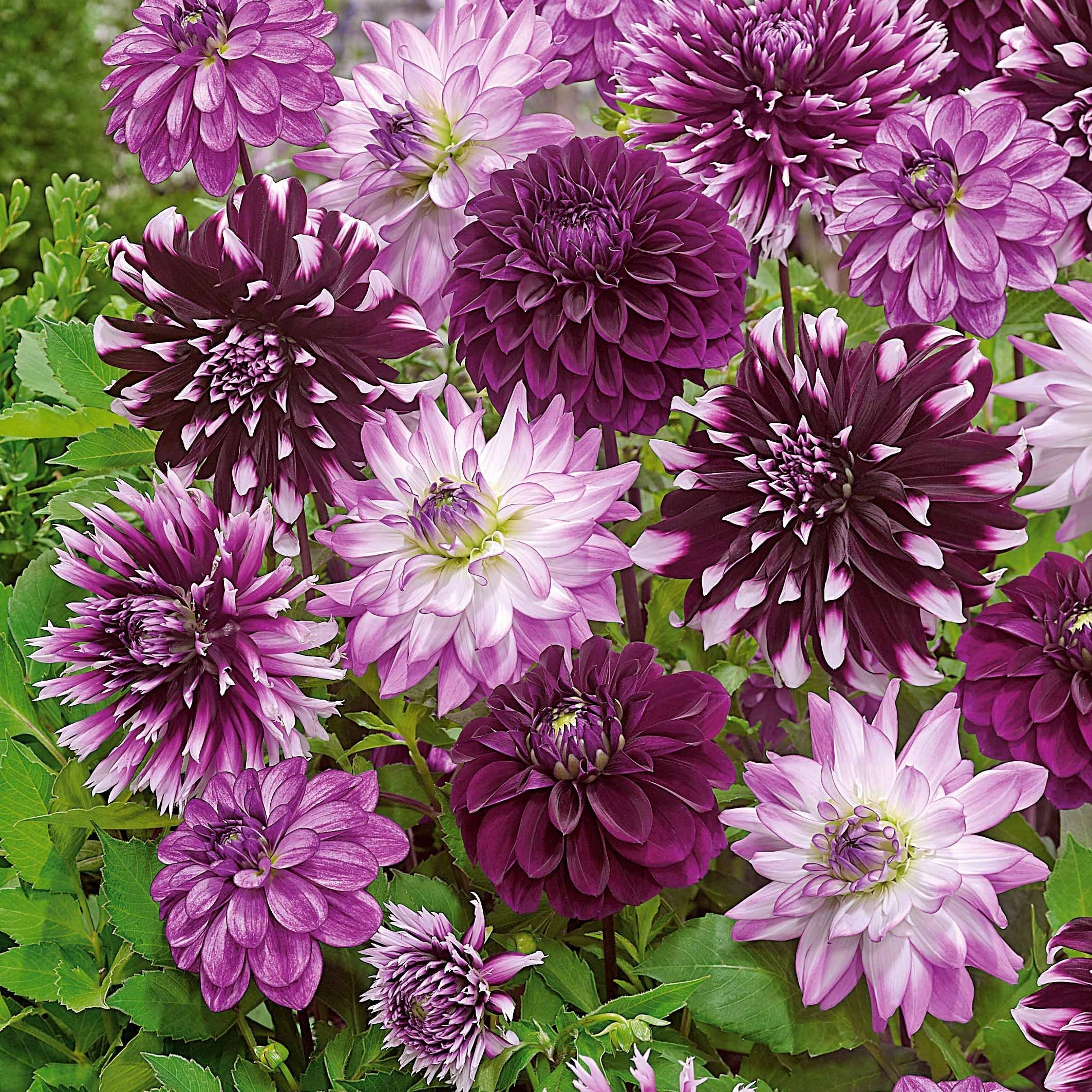  5 Grands Dahlias En Mélange