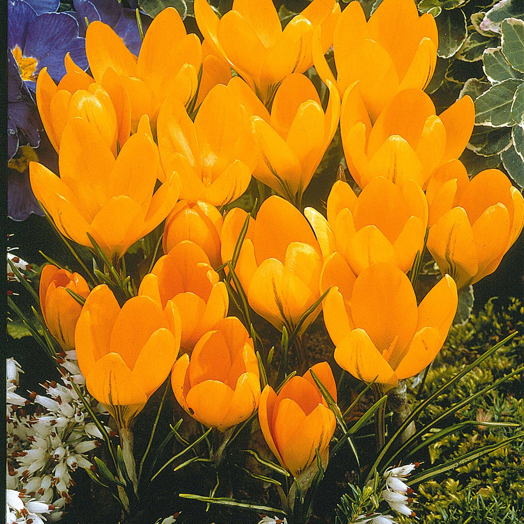  60 Crocus Blanc Violet, Jaune, Blanc, Violet En Mélange