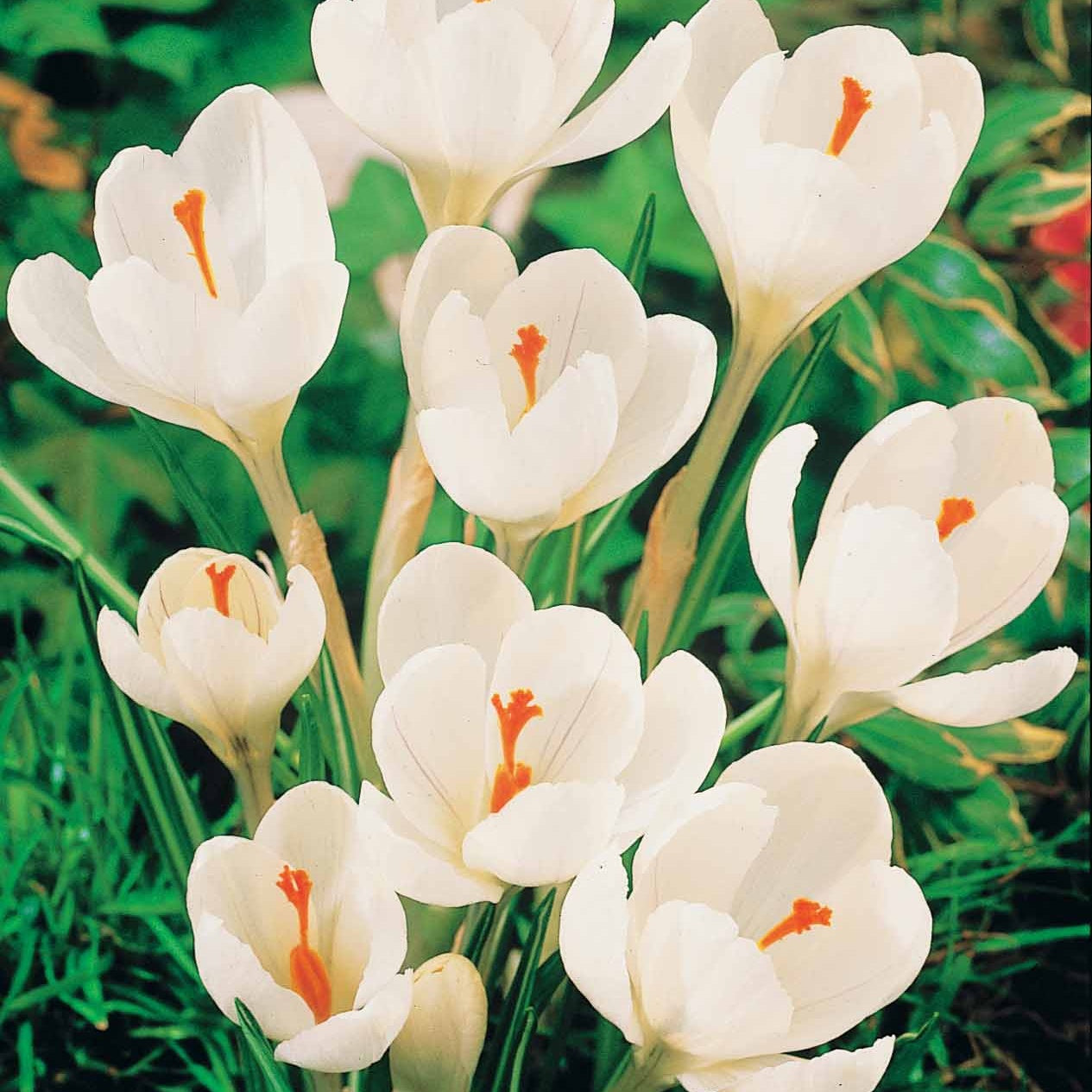  60 Crocus Blanc Violet, Jaune, Blanc, Violet En Mélange