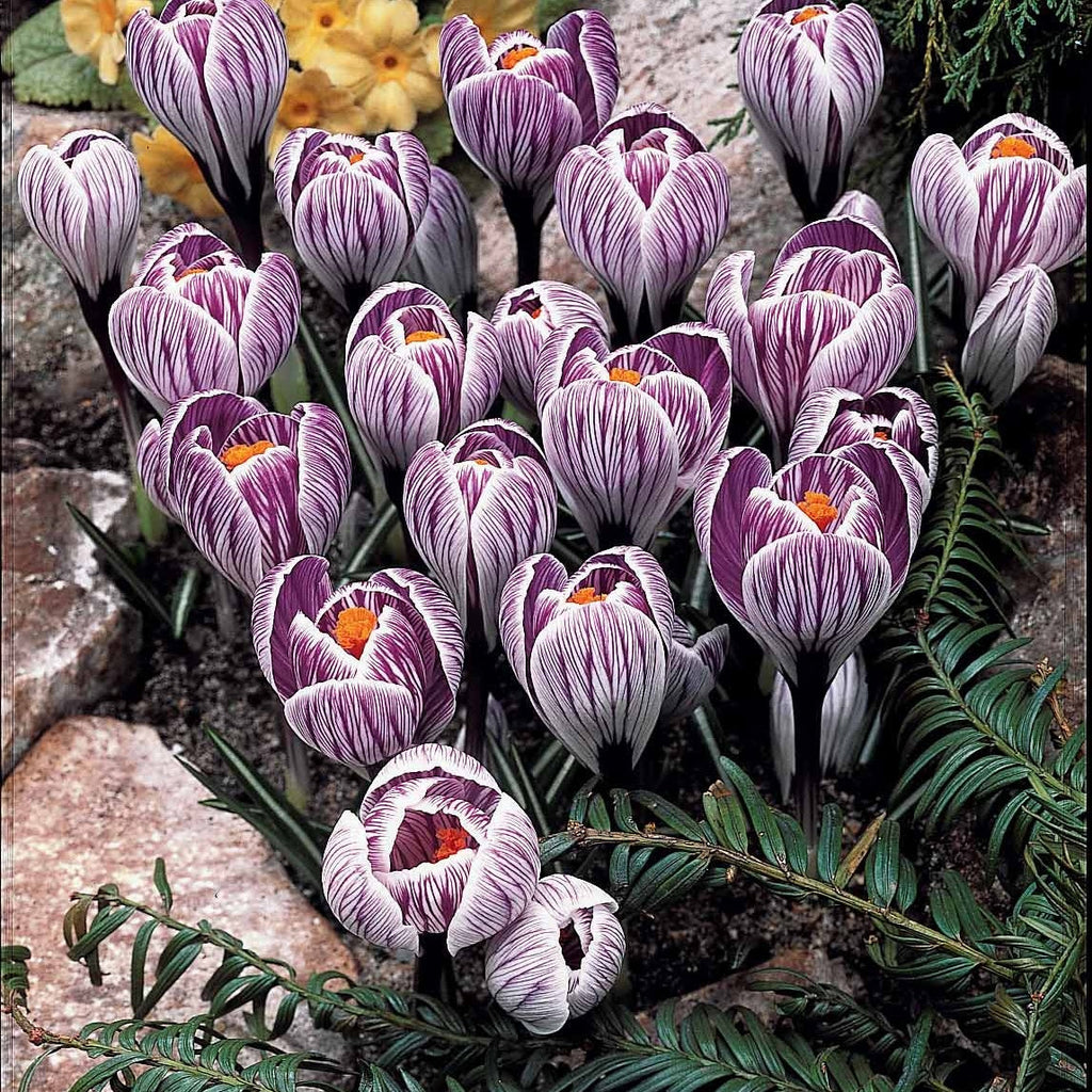 60 Crocus Blanc Violet, Jaune, Blanc, Violet En Mélange