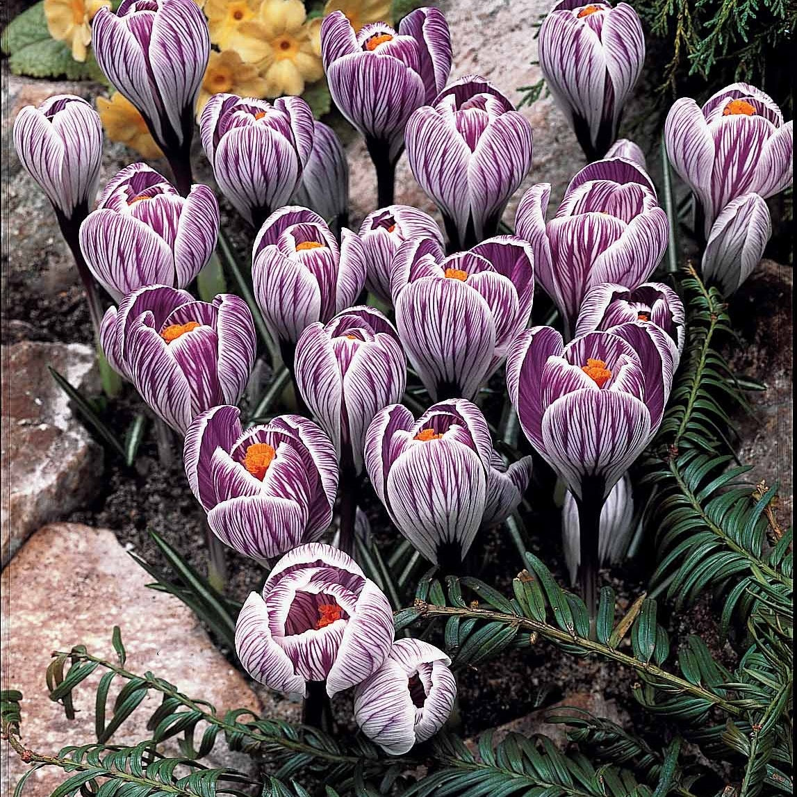  60 Crocus Blanc Violet, Jaune, Blanc, Violet En Mélange