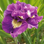  Collection De 6 Iris De Sibérie