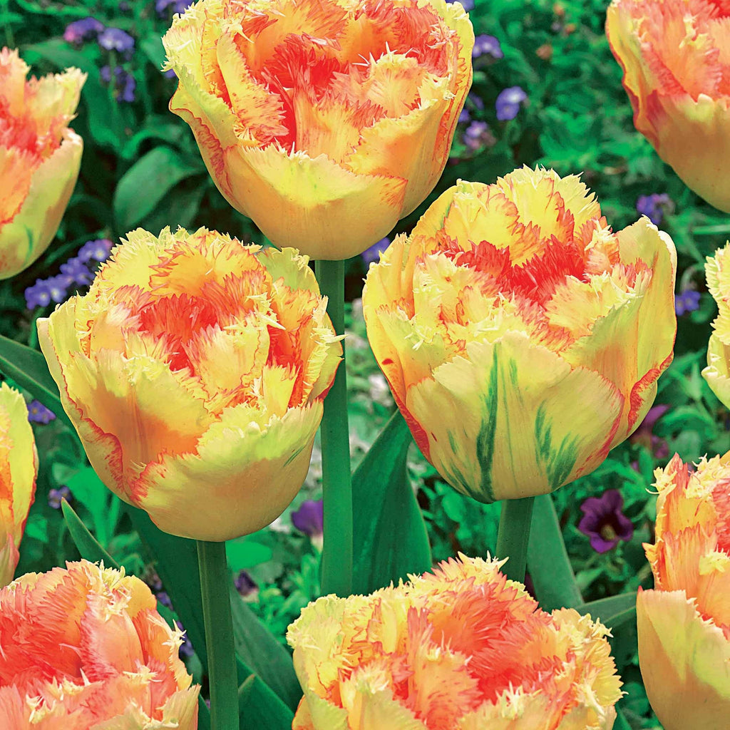  Collection De 15 Tulipes Frangées : Queensland, Mascotte, Vaya Con Dios