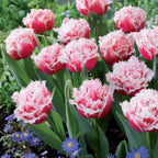  Collection De 15 Tulipes Frangées : Queensland, Mascotte, Vaya Con Dios
