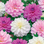  6 Dahlias Bonesta En Mélange