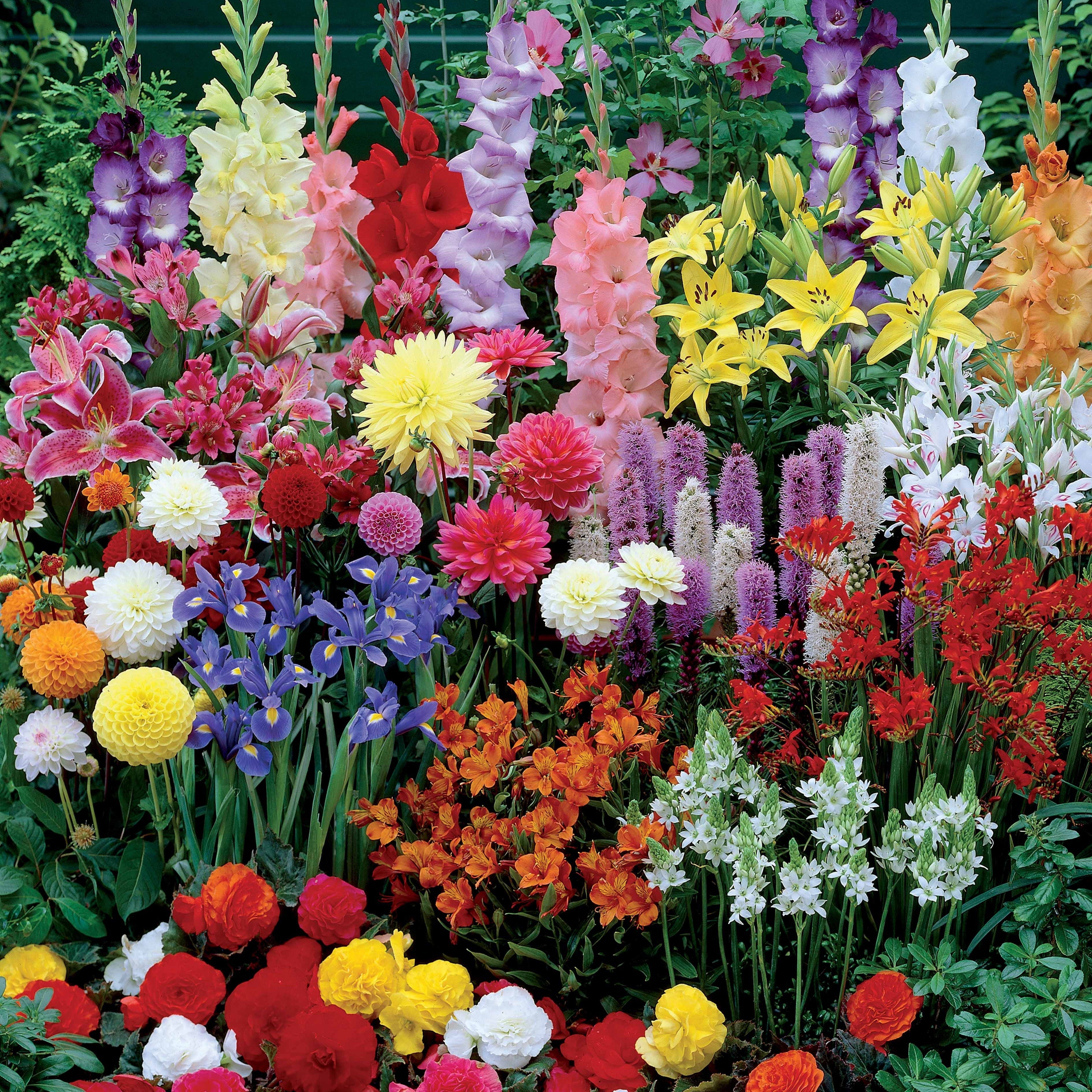  Massif D'été Fleuri En Mélange - 1,5 M²