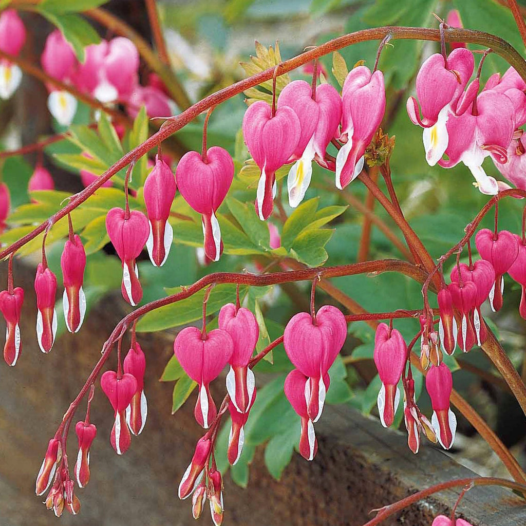  4 Coeur De Marie En Mélange