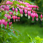  4 Coeur De Marie En Mélange