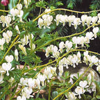  4 Coeur De Marie En Mélange