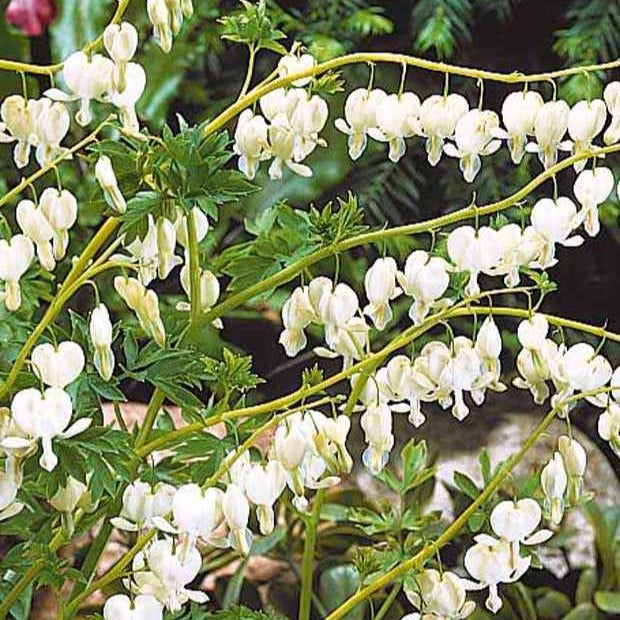  4 Coeur De Marie En Mélange