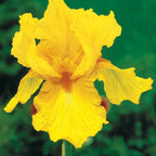  Collection De 6 Iris De Jardin : Lasso, Bordure, Sangreal