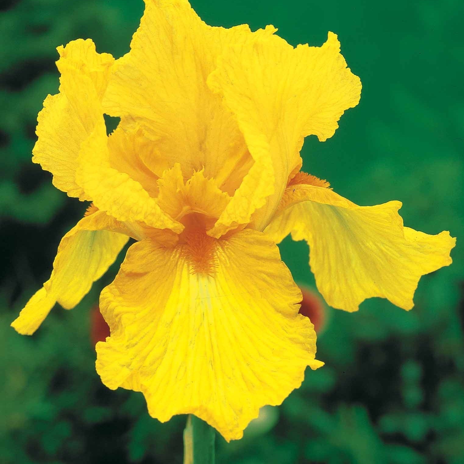  Collection De 6 Iris De Jardin : Lasso, Bordure, Sangreal