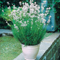  Collection De 4 Lavandes Blanches Et Roses